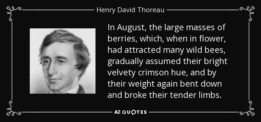 In August, the large masses of berries, which, when in flower, had attracted many wild bees, gradually assumed their bright velvety crimson hue, and by their weight again bent down and broke their tender limbs. - Henry David Thoreau