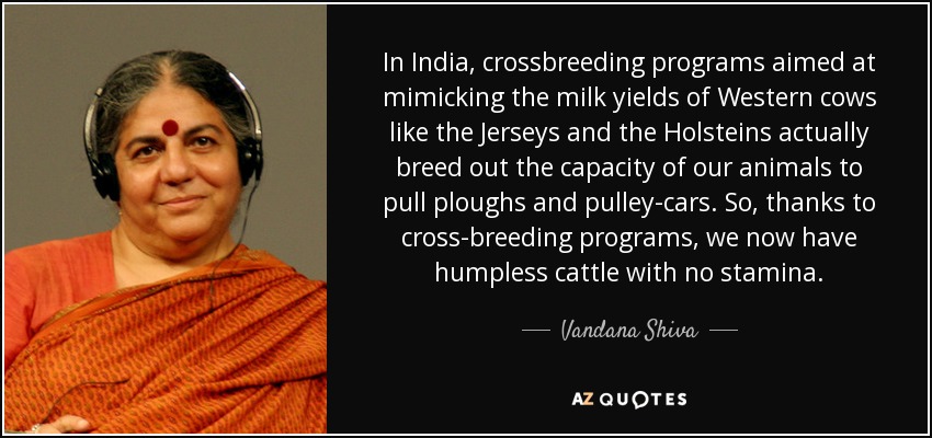 In India, crossbreeding programs aimed at mimicking the milk yields of Western cows like the Jerseys and the Holsteins actually breed out the capacity of our animals to pull ploughs and pulley-cars. So, thanks to cross-breeding programs, we now have humpless cattle with no stamina. - Vandana Shiva