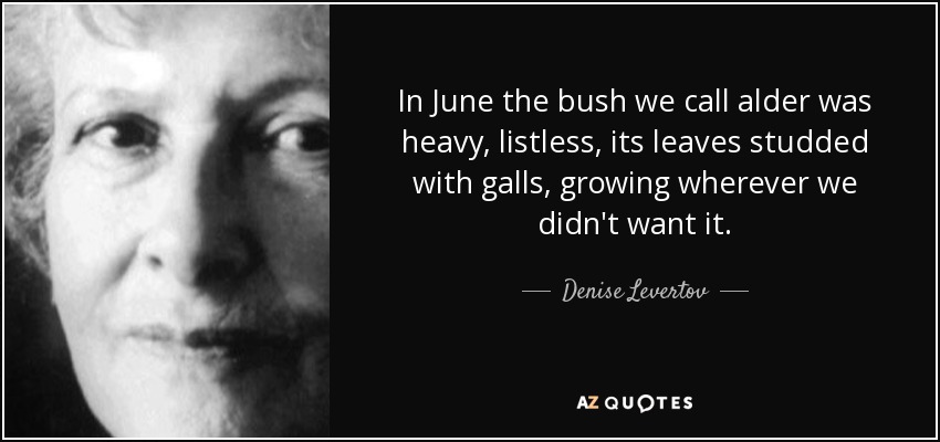 In June the bush we call alder was heavy, listless, its leaves studded with galls, growing wherever we didn't want it. - Denise Levertov