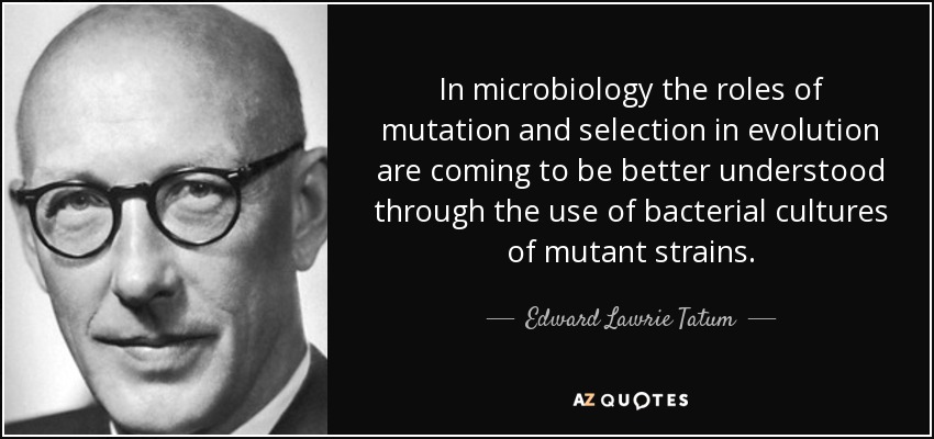 In microbiology the roles of mutation and selection in evolution are coming to be better understood through the use of bacterial cultures of mutant strains. - Edward Lawrie Tatum