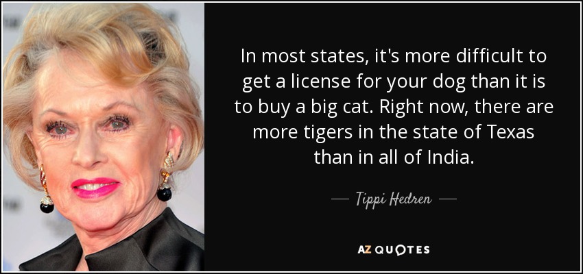 In most states, it's more difficult to get a license for your dog than it is to buy a big cat. Right now, there are more tigers in the state of Texas than in all of India. - Tippi Hedren
