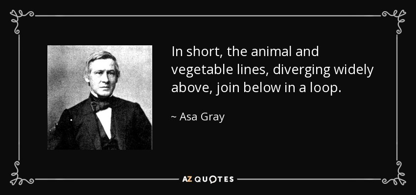 In short, the animal and vegetable lines, diverging widely above, join below in a loop. - Asa Gray