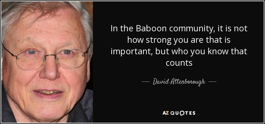 In the Baboon community, it is not how strong you are that is important, but who you know that counts - David Attenborough