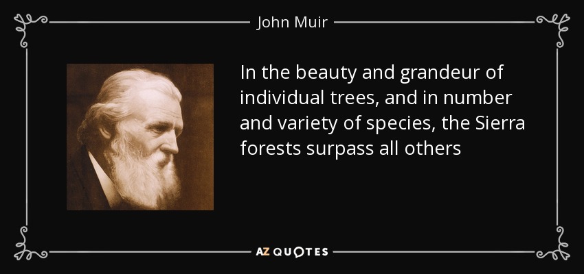 In the beauty and grandeur of individual trees, and in number and variety of species, the Sierra forests surpass all others - John Muir