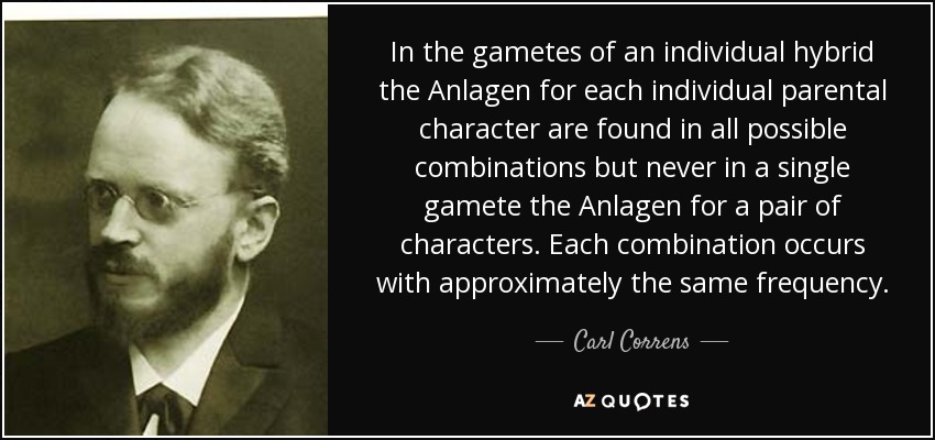 In the gametes of an individual hybrid the Anlagen for each individual parental character are found in all possible combinations but never in a single gamete the Anlagen for a pair of characters. Each combination occurs with approximately the same frequency. - Carl Correns