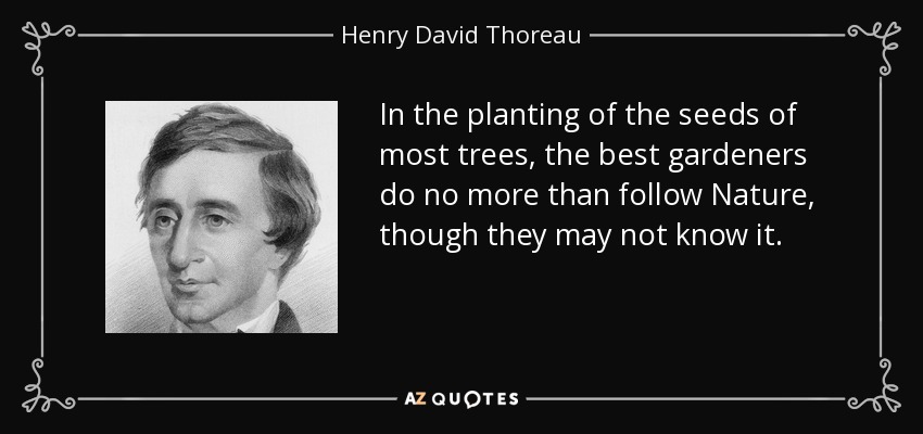 In the planting of the seeds of most trees, the best gardeners do no more than follow Nature, though they may not know it. - Henry David Thoreau
