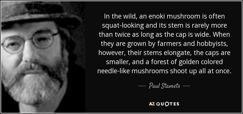 In the wild, an enoki mushroom is often squat-looking and its stem is rarely more than twice as long as the cap is wide. When they are grown by farmers and hobbyists, however, their stems elongate, the caps are smaller, and a forest of golden colored needle-like mushrooms shoot up all at once. - Paul Stamets