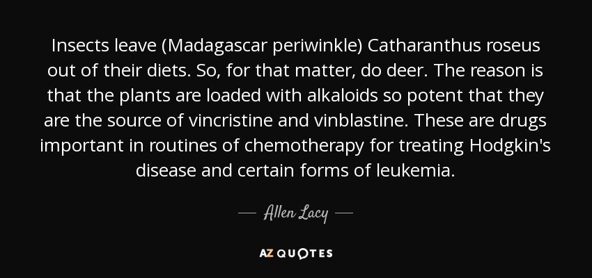 Insects leave (Madagascar periwinkle) Catharanthus roseus out of their diets. So, for that matter, do deer. The reason is that the plants are loaded with alkaloids so potent that they are the source of vincristine and vinblastine. These are drugs important in routines of chemotherapy for treating Hodgkin's disease and certain forms of leukemia. - Allen Lacy