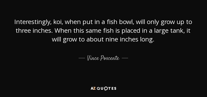 Interestingly, koi, when put in a fish bowl, will only grow up to three inches. When this same fish is placed in a large tank, it will grow to about nine inches long. - Vince Poscente