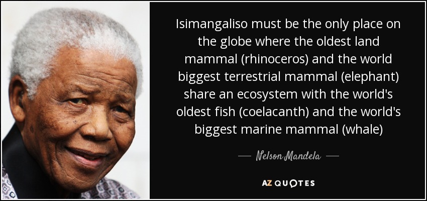 Isimangaliso must be the only place on the globe where the oldest land mammal (rhinoceros) and the world biggest terrestrial mammal (elephant) share an ecosystem with the world's oldest fish (coelacanth) and the world's biggest marine mammal (whale) - Nelson Mandela