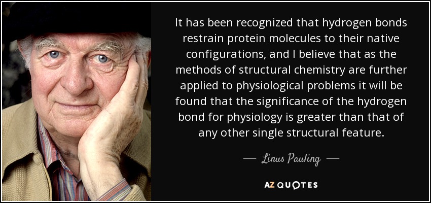 It has been recognized that hydrogen bonds restrain protein molecules to their native configurations, and I believe that as the methods of structural chemistry are further applied to physiological problems it will be found that the significance of the hydrogen bond for physiology is greater than that of any other single structural feature. - Linus Pauling