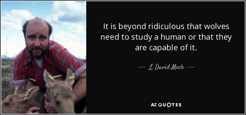 It is beyond ridiculous that wolves need to study a human or that they are capable of it. - L. David Mech