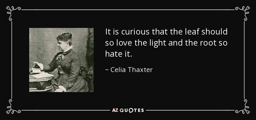 It is curious that the leaf should so love the light and the root so hate it. - Celia Thaxter