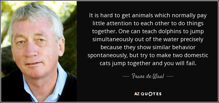 It is hard to get animals which normally pay little attention to each other to do things together. One can teach dolphins to jump simultaneously out of the water precisely because they show similar behavior spontaneously, but try to make two domestic cats jump together and you will fail. - Frans de Waal