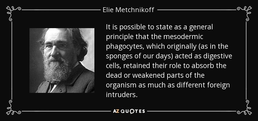 It is possible to state as a general principle that the mesodermic phagocytes, which originally (as in the sponges of our days) acted as digestive cells, retained their role to absorb the dead or weakened parts of the organism as much as different foreign intruders. - Elie Metchnikoff