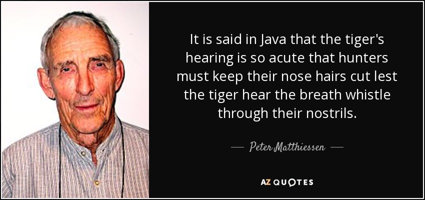 It is said in Java that the tiger's hearing is so acute that hunters must keep their nose hairs cut lest the tiger hear the breath whistle through their nostrils. - Peter Matthiessen