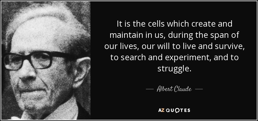 It is the cells which create and maintain in us, during the span of our lives, our will to live and survive, to search and experiment, and to struggle. - Albert Claude