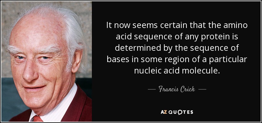 It now seems certain that the amino acid sequence of any protein is determined by the sequence of bases in some region of a particular nucleic acid molecule. - Francis Crick