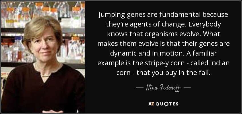 Jumping genes are fundamental because they're agents of change. Everybody knows that organisms evolve. What makes them evolve is that their genes are dynamic and in motion. A familiar example is the stripe-y corn - called Indian corn - that you buy in the fall. - Nina Fedoroff