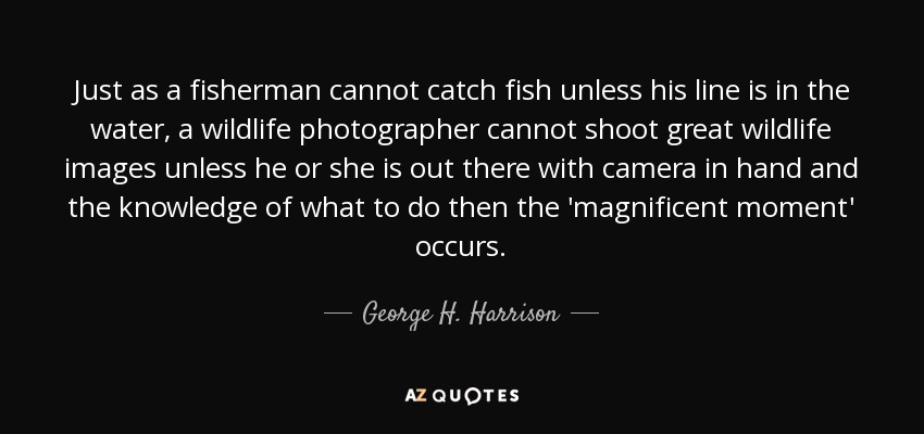 Just as a fisherman cannot catch fish unless his line is in the water, a wildlife photographer cannot shoot great wildlife images unless he or she is out there with camera in hand and the knowledge of what to do then the 'magnificent moment' occurs. - George H. Harrison