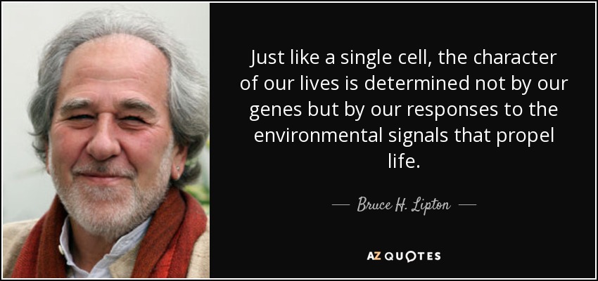 Just like a single cell, the character of our lives is determined not by our genes but by our responses to the environmental signals that propel life. - Bruce H. Lipton