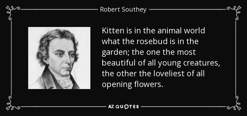 Kitten is in the animal world what the rosebud is in the garden; the one the most beautiful of all young creatures, the other the loveliest of all opening flowers. - Robert Southey