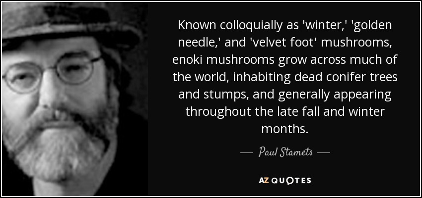 Known colloquially as 'winter,' 'golden needle,' and 'velvet foot' mushrooms, enoki mushrooms grow across much of the world, inhabiting dead conifer trees and stumps, and generally appearing throughout the late fall and winter months. - Paul Stamets