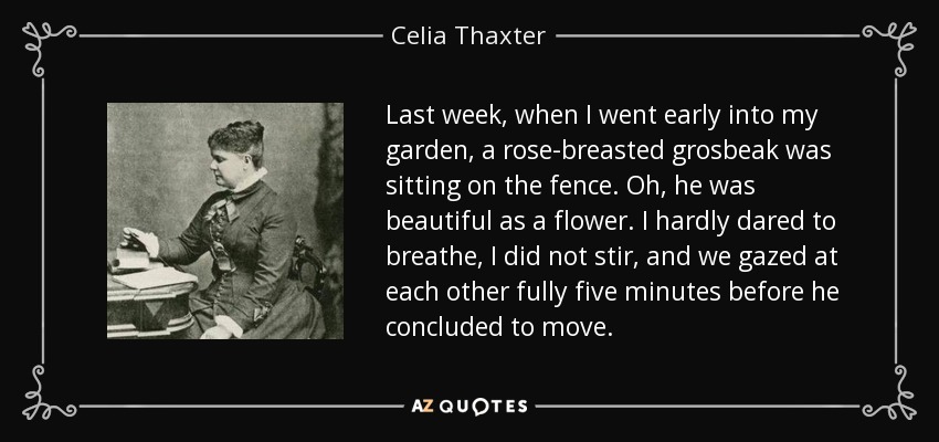 Last week, when I went early into my garden, a rose-breasted grosbeak was sitting on the fence. Oh, he was beautiful as a flower. I hardly dared to breathe, I did not stir, and we gazed at each other fully five minutes before he concluded to move. - Celia Thaxter