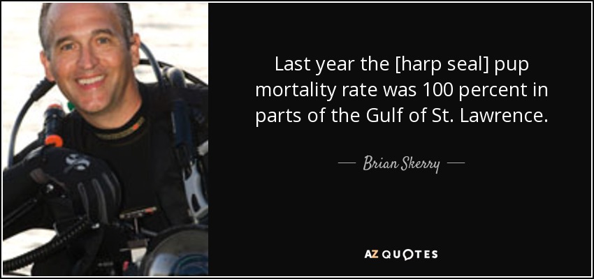 Last year the [harp seal] pup mortality rate was 100 percent in parts of the Gulf of St. Lawrence. - Brian Skerry