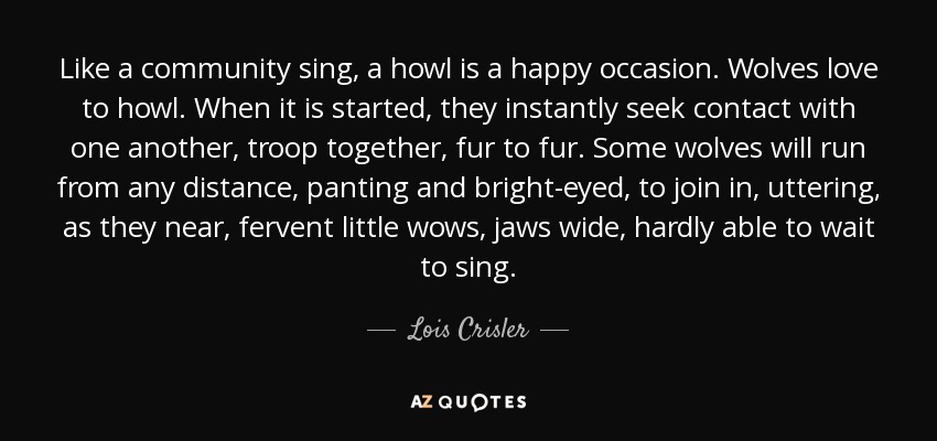 Like a community sing, a howl is a happy occasion. Wolves love to howl. When it is started, they instantly seek contact with one another, troop together, fur to fur. Some wolves will run from any distance, panting and bright-eyed, to join in, uttering, as they near, fervent little wows, jaws wide, hardly able to wait to sing. - Lois Crisler