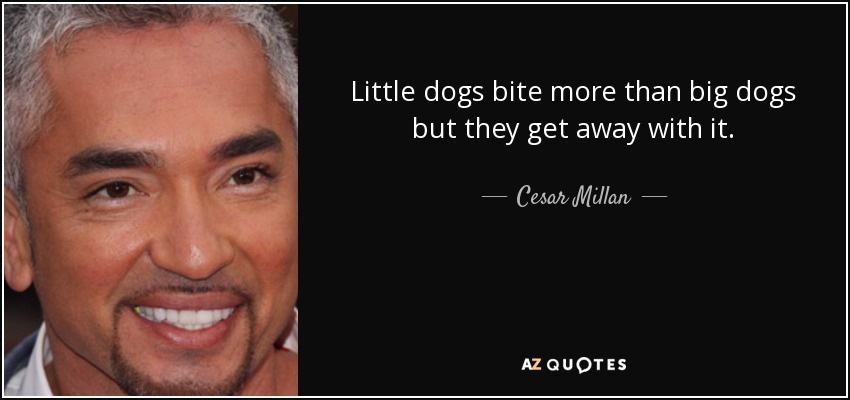 Little dogs bite more than big dogs but they get away with it. - Cesar Millan