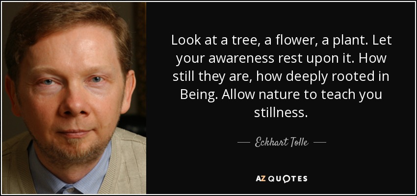 Look at a tree, a flower, a plant. Let your awareness rest upon it. How still they are, how deeply rooted in Being. Allow nature to teach you stillness. - Eckhart Tolle