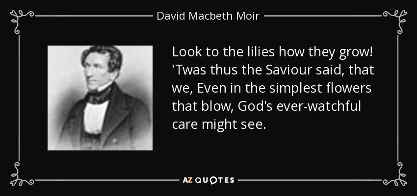 Look to the lilies how they grow! 'Twas thus the Saviour said, that we, Even in the simplest flowers that blow, God's ever-watchful care might see. - David Macbeth Moir