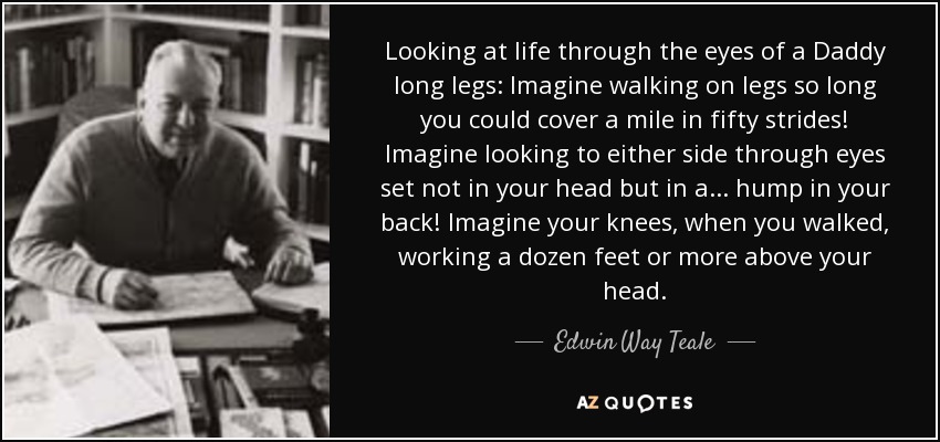 Looking at life through the eyes of a Daddy long legs: Imagine walking on legs so long you could cover a mile in fifty strides! Imagine looking to either side through eyes set not in your head but in a... hump in your back! Imagine your knees, when you walked, working a dozen feet or more above your head. - Edwin Way Teale