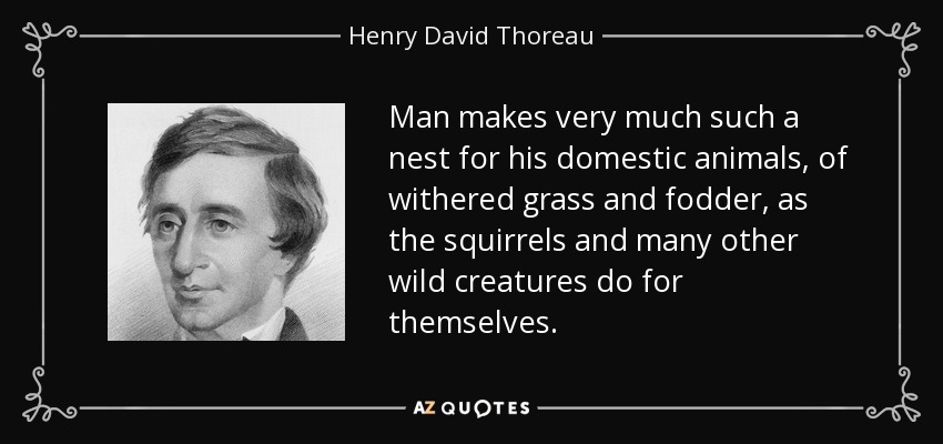 Man makes very much such a nest for his domestic animals, of withered grass and fodder, as the squirrels and many other wild creatures do for themselves. - Henry David Thoreau