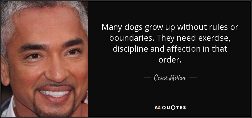 Many dogs grow up without rules or boundaries. They need exercise, discipline and affection in that order. - Cesar Millan
