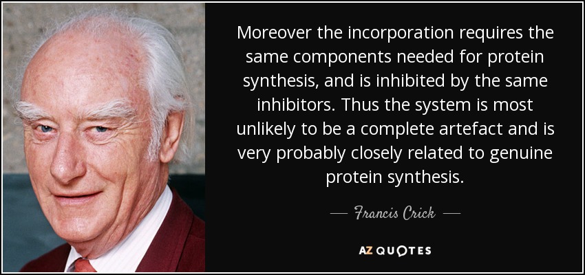 Moreover the incorporation requires the same components needed for protein synthesis, and is inhibited by the same inhibitors. Thus the system is most unlikely to be a complete artefact and is very probably closely related to genuine protein synthesis. - Francis Crick