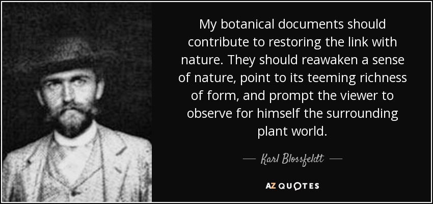 My botanical documents should contribute to restoring the link with nature. They should reawaken a sense of nature, point to its teeming richness of form, and prompt the viewer to observe for himself the surrounding plant world. - Karl Blossfeldt