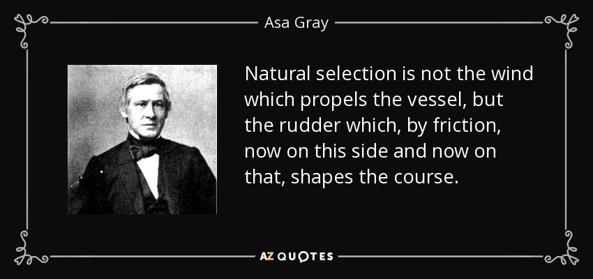 Natural selection is not the wind which propels the vessel, but the rudder which, by friction, now on this side and now on that, shapes the course. - Asa Gray