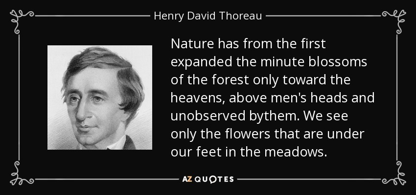 Nature has from the first expanded the minute blossoms of the forest only toward the heavens, above men's heads and unobserved bythem. We see only the flowers that are under our feet in the meadows. - Henry David Thoreau