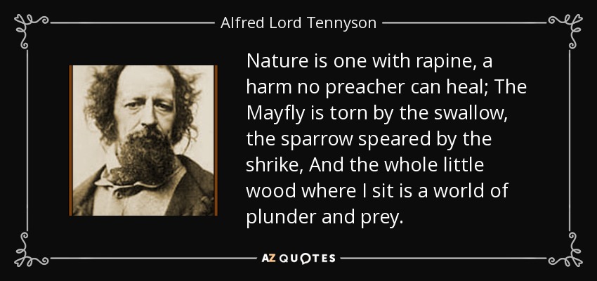 Nature is one with rapine, a harm no preacher can heal; The Mayfly is torn by the swallow, the sparrow speared by the shrike, And the whole little wood where I sit is a world of plunder and prey. - Alfred Lord Tennyson