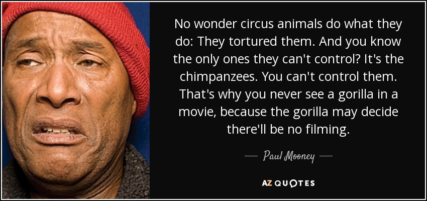 No wonder circus animals do what they do: They tortured them. And you know the only ones they can't control? It's the chimpanzees. You can't control them. That's why you never see a gorilla in a movie, because the gorilla may decide there'll be no filming. - Paul Mooney