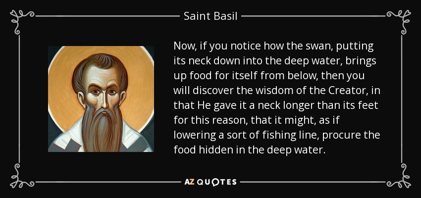 Now, if you notice how the swan, putting its neck down into the deep water, brings up food for itself from below, then you will discover the wisdom of the Creator, in that He gave it a neck longer than its feet for this reason, that it might, as if lowering a sort of fishing line, procure the food hidden in the deep water. - Saint Basil