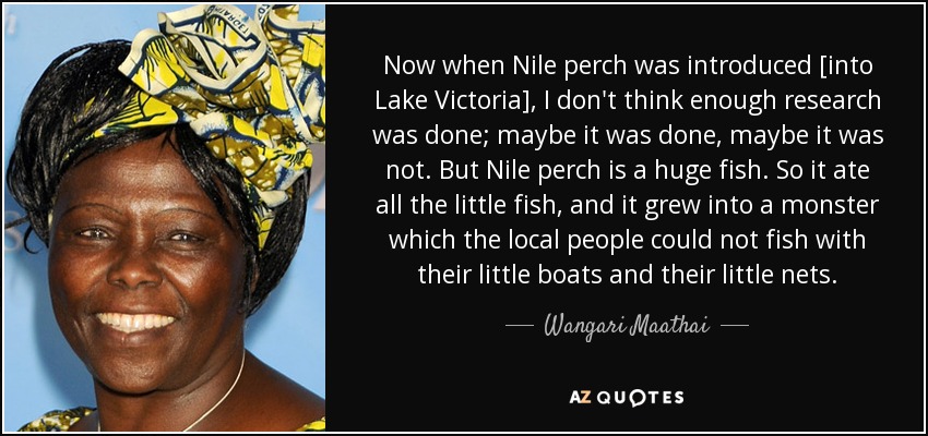Now when Nile perch was introduced [into Lake Victoria], I don't think enough research was done; maybe it was done, maybe it was not. But Nile perch is a huge fish. So it ate all the little fish, and it grew into a monster which the local people could not fish with their little boats and their little nets. - Wangari Maathai