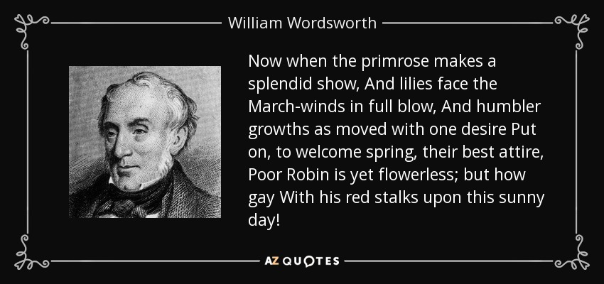 Now when the primrose makes a splendid show, And lilies face the March-winds in full blow, And humbler growths as moved with one desire Put on, to welcome spring, their best attire, Poor Robin is yet flowerless; but how gay With his red stalks upon this sunny day! - William Wordsworth