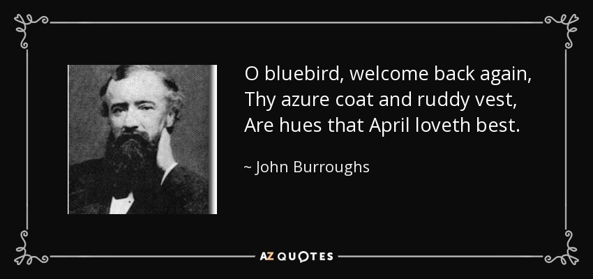 O bluebird, welcome back again, Thy azure coat and ruddy vest, Are hues that April loveth best. - John Burroughs