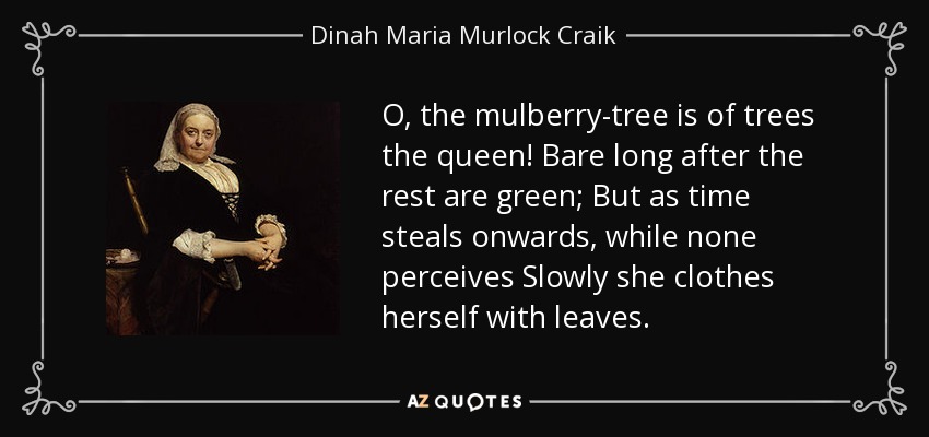 O, the mulberry-tree is of trees the queen! Bare long after the rest are green; But as time steals onwards, while none perceives Slowly she clothes herself with leaves. - Dinah Maria Murlock Craik