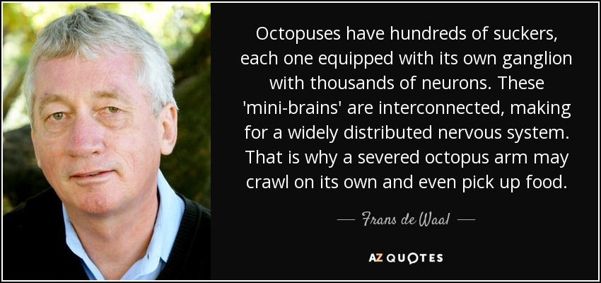 Octopuses have hundreds of suckers, each one equipped with its own ganglion with thousands of neurons. These 'mini-brains' are interconnected, making for a widely distributed nervous system. That is why a severed octopus arm may crawl on its own and even pick up food. - Frans de Waal