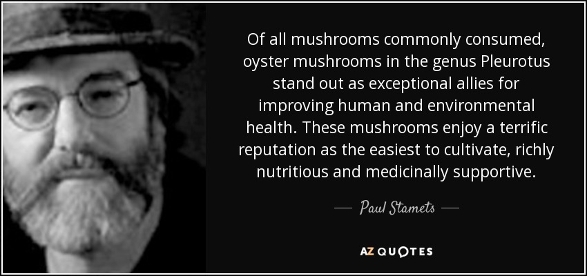 Of all mushrooms commonly consumed, oyster mushrooms in the genus Pleurotus stand out as exceptional allies for improving human and environmental health. These mushrooms enjoy a terrific reputation as the easiest to cultivate, richly nutritious and medicinally supportive. - Paul Stamets