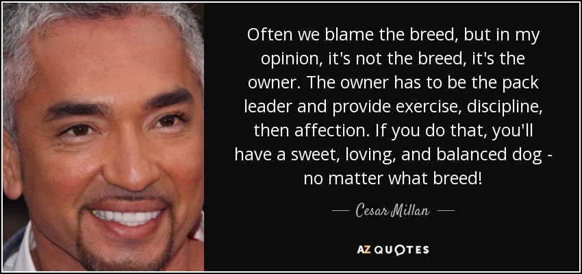 Often we blame the breed, but in my opinion, it's not the breed, it's the owner. The owner has to be the pack leader and provide exercise, discipline, then affection. If you do that, you'll have a sweet, loving, and balanced dog - no matter what breed! - Cesar Millan